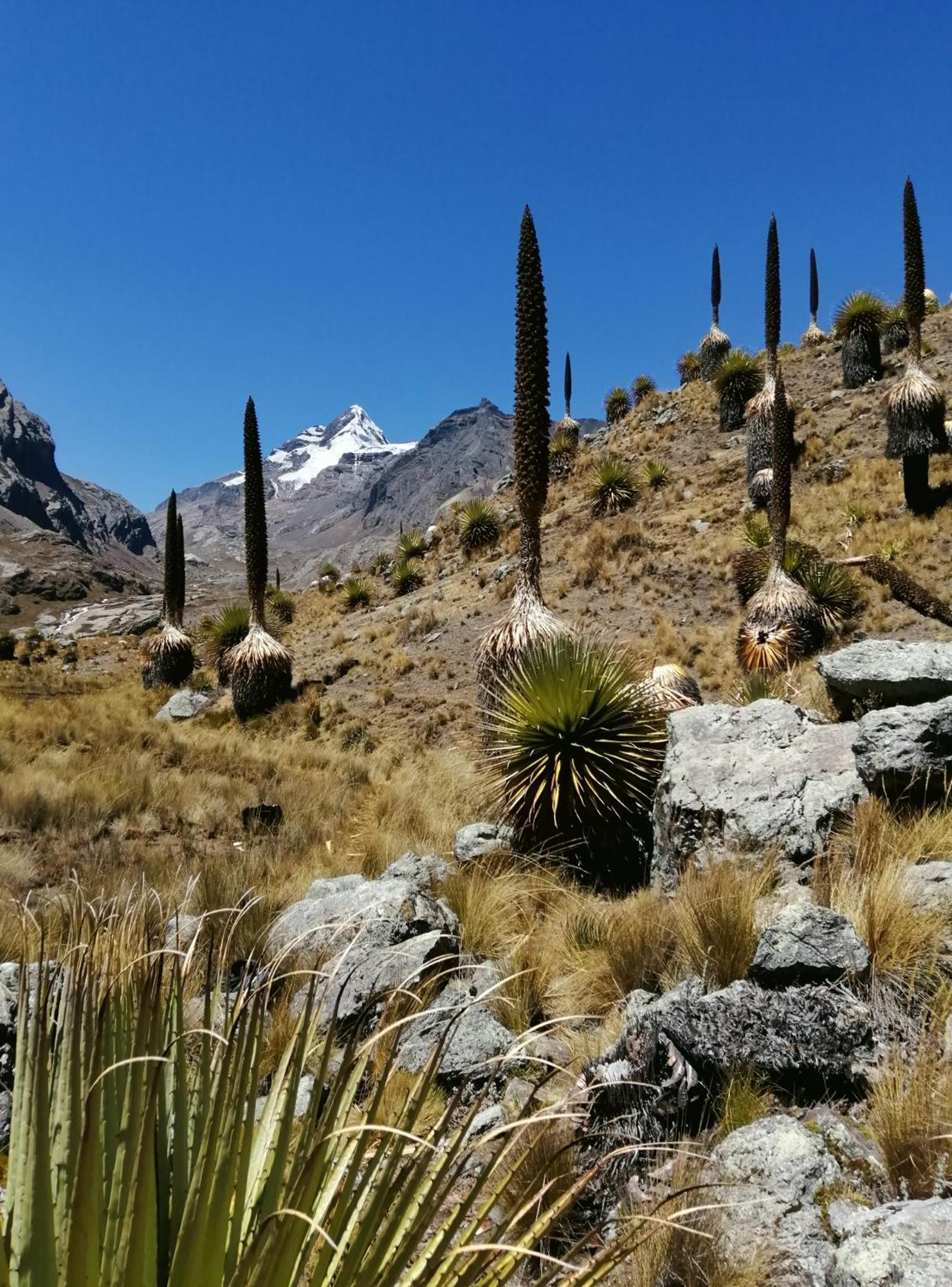 Bed and Breakfast Amazing Huaraz Esterno foto